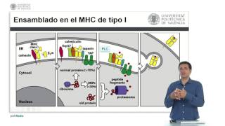 Presentación de antígenos propios  1525  UPV [upl. by Nymrak]