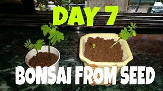 Albizia Julibrissin bonsai  Bonsai from seed  Day 7  ITS AWESOME [upl. by Akyssej]