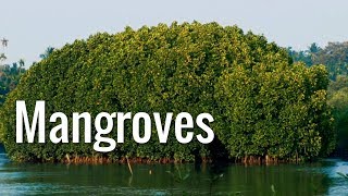 Mangroves  The Guardians of the Coasts [upl. by Kokoruda937]