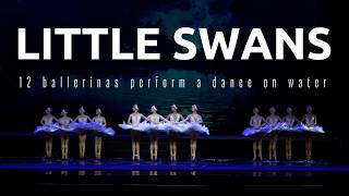 THE DANCE OF THE LITTLE SWANS ON THE WATER WHICH YOU DEFINITELY HAVEN’T SEEN [upl. by Drud]