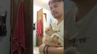 Why so lambing baby boy cats [upl. by Ferrel]