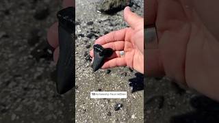 Giant shark tooth from Megalodon’s direct ancestor found on an Adventure 😱 fossils charleston [upl. by Vevay]