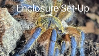 Enclosure setup for my OLD WORLD tarantula  Harpactira Pulchripes AKA Golden Blue Legged Baboon [upl. by Ase]