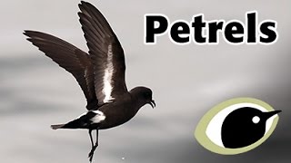 BTO Bird ID  Petrels [upl. by Sihun]