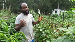 First Harvest Purple Hull Peas [upl. by Ferguson]