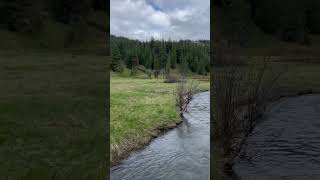 Manastash Creek Yakima River Tributary [upl. by Eehtomit]