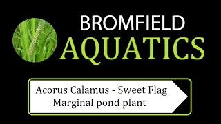 Acorus Calamus  Sweet flag Marginal aquatic pond plant [upl. by Nitsirt]