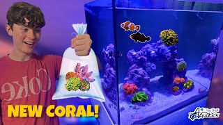 FINALLY BUYING CORAL for the 20G SALTWATER AQUARIUM 🪸Beginners Guide saltwateraquarium [upl. by Arbma]