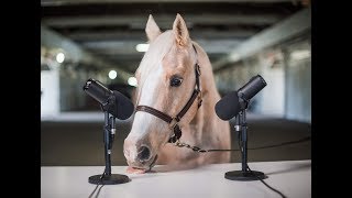 NEIGHSMR aka Horse Eating ASMR [upl. by Leanard]