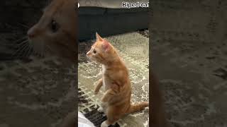 Cat standing on hind legs [upl. by Adal]