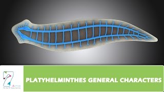 PLATYHELMINTHES GENERAL CHARACTERS [upl. by Pernas]