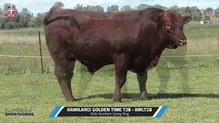 LOT 26 KAMILAROI GOLDEN TIME T28 KMLT28 NSW Shorthorn Spring Fling [upl. by Goldman422]