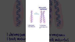 What are chromatids chromatid chromosome celldivision [upl. by Nollat]