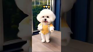 Fat🤗🤍💛 puppy 💛🤍very nice dance video viralshorts [upl. by Patricio]