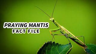 Praying Mantis Facts an ANIMAL with only ONE EAR  Animal Fact Files [upl. by Sul]