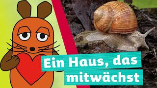 Wie kommt die Schnecke zu ihrem Haus  Die Maus  WDR [upl. by Nauqahs731]