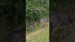 Naissance à la Croisée des Chemins  bebe animal ferme [upl. by Soilisav]