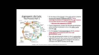 Angiosperm and Gymnosperm Life Cycles [upl. by Adnotal]