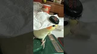 Habibie come to Dubai 🐦 birds dubai habibi cuteanimals cutebaby [upl. by Angus]