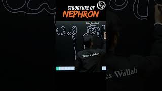 Structure of Nephron Diagram🧠 pwenglish science biology [upl. by Neesay]