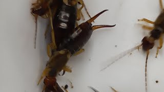 ЩИПАВКИ EARWIGS FORFICULA DERMAPTERA ARE YOU AFRAID OF EARWIGS THEY ARE NOT TOO BAD [upl. by Nale]