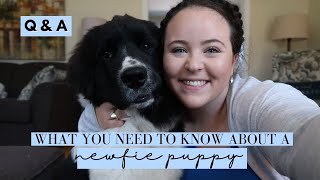 NEWFIE Puppy Update  QampA  What You Need To Know Before You Get A Newfoundland Dog [upl. by Ris]