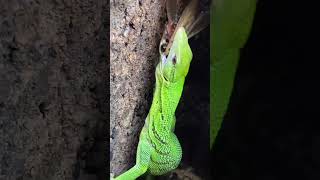 ASMR LIZARD EATS A HUGE COCKROACH SABZI THE GREEN TREE MONITOR shorts [upl. by Fernandez721]