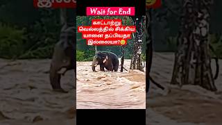 காட்டாற்று வெள்ளத்தில் சிக்கிய யானை தப்பியதா இல்லையா elephant forest river fighting nature yt [upl. by Ahsiyk119]