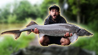 My FIRST time Sturgeon Fishing 😳 [upl. by Onitnelav]