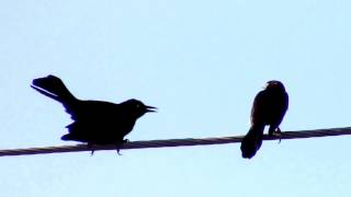 Carib Grackle singing [upl. by Obocaj422]