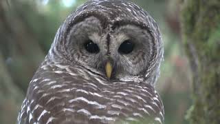 Barred Owl in Eugene November 3rd 2024 [upl. by Ahtikal]