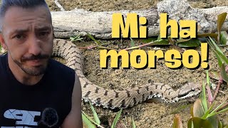 Cosa fare se ti MORDE una VIPERA [upl. by Therese]