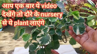 How to grow and care Aralia plant  Aralia plant benefits  Aralia variety  Indoor Plants [upl. by Oetsira]