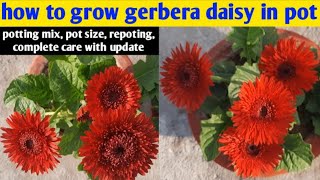 how to grow gerbera winter flower in pot  gerbera daisy growing tips  gardening4u11 [upl. by Nnaeinahpets866]