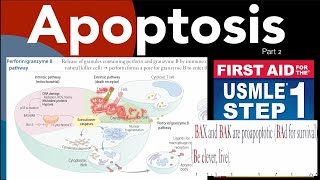 Apoptosis  Autoimmune limphoproliferative syndrome in HindiUrdu by first aid for USMLE step 1 [upl. by Drescher936]