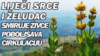 MAGIČNE BILJKE SPAS ZA ŽELUDAC SRCE I JETRU JAČA IMUNITET Dr Mihajlović [upl. by Groark]