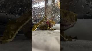 How to help a Crested Gecko with a prolapsed hemipene Also good for Gargoyle and Leachianus geckos [upl. by Wynn]