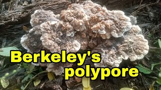 Berkeleys polypore fungi [upl. by Maximo]