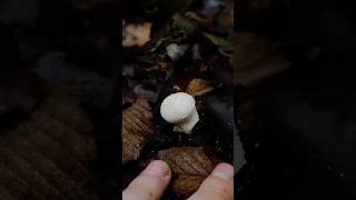 Гриб дощовик Lycoperdon mushroom nature природа wildlife ліс mushroomforest [upl. by Mauri833]