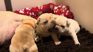 French Bulldog puppies [upl. by Dirgis]