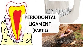 PERIODONTAL LIGAMENT PART 1  II Evolution and Development [upl. by Westlund]