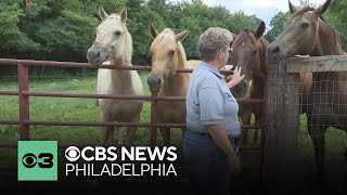 How 9 horses escaped from a Roxborough high school farm and ended up on Henry Avenue [upl. by Annid]