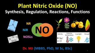 Plant Nitric Oxide NO Synthesis Regulation Reactions Functions Location organelles pathways [upl. by Akihc]