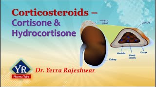 Corticosteroids  Cortisone amp Hydrocortisone  Corticosteroids  YR Pharma Tube  DrRajeshwar Yerra [upl. by Kenwee]