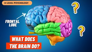 What do the PARTS of the Brain Do  Localisation of Function [upl. by Brynn]