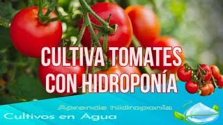 Impresionante quotCultiva tomates todo el año con hidroponíaquot 😲🍅 [upl. by Ydnelg]