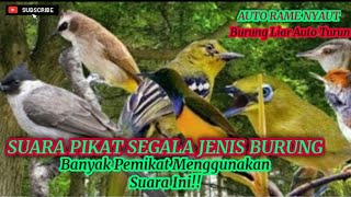 Suara Pikat Segala Jenis Burung Auto Rame Turun tanpa iklan [upl. by Rol]