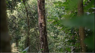 MANE sourcing Benzoin Siam in Vietnam [upl. by Kaete631]