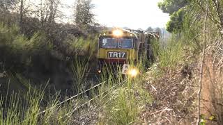 TasRail train 131 TR17TR162008 Bengeo 04082024 [upl. by Atinat]