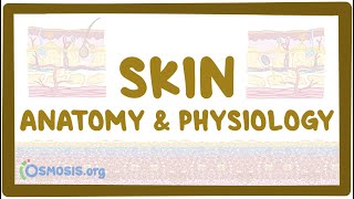 Skin anatomy and physiology [upl. by Loella820]